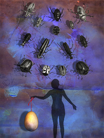 Fourteen beetles / Catorce escarabajos