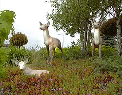 Deers