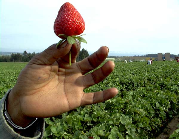 Strawberry