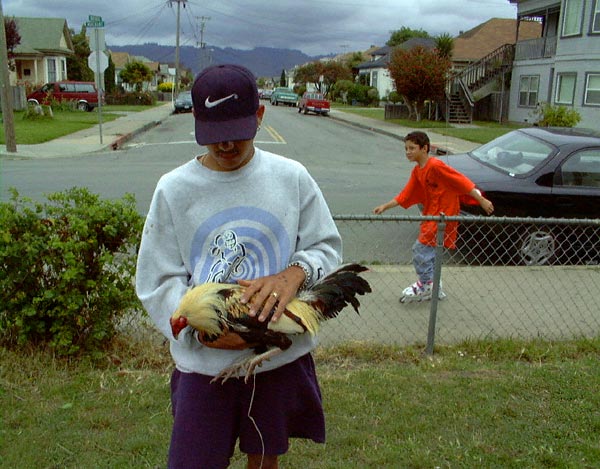 Cock